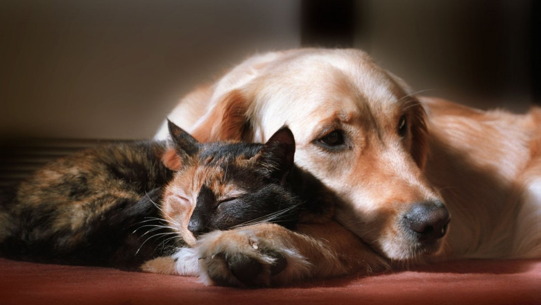 Furtul animalelor va fi considerat rapire si se va pedepsi cu inchisoarea in Marea Britanie Imagine