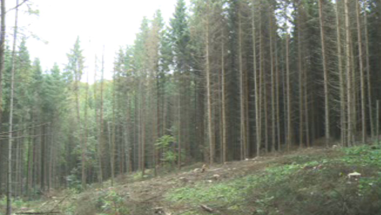 Furtul de lemne, pedepsit mai aspru dupa noul Cod Silvic Imagine