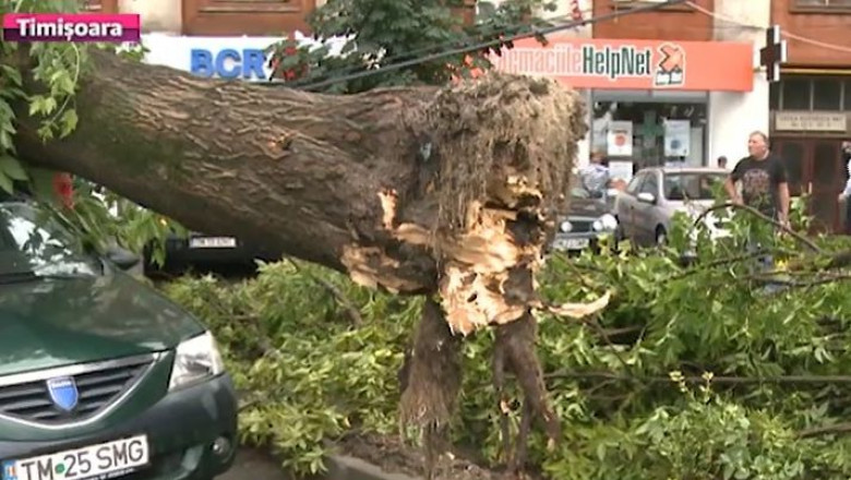 Furtuna a facut pagube in Timis si Caras-Severin: copaci prabusiti si acoperisuri smulse de vijelie Imagine