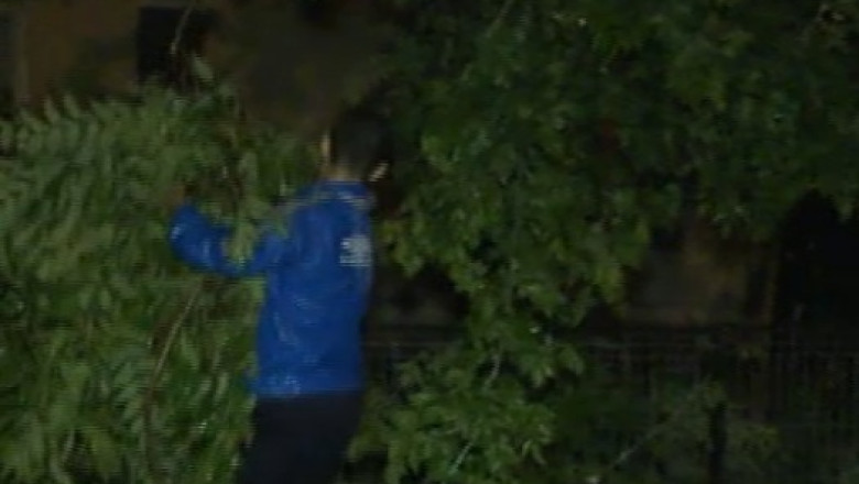 FURTUNA IN BUCURESTI. Mai multi copaci au fost doborati de vantul puternic Imagine