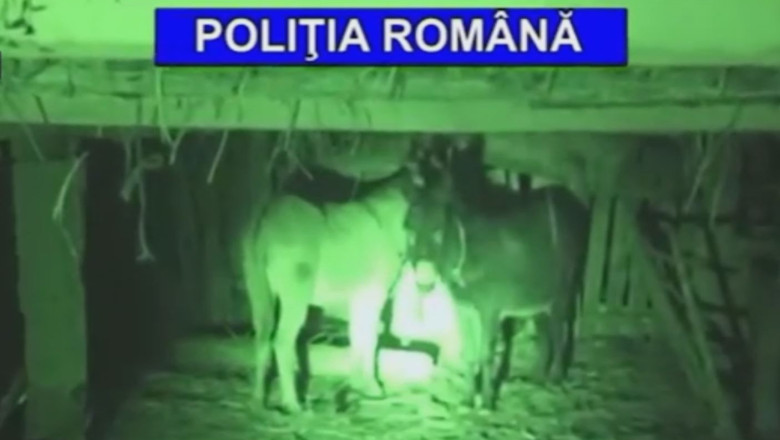 Furturi de animale in 5 judete Imagine