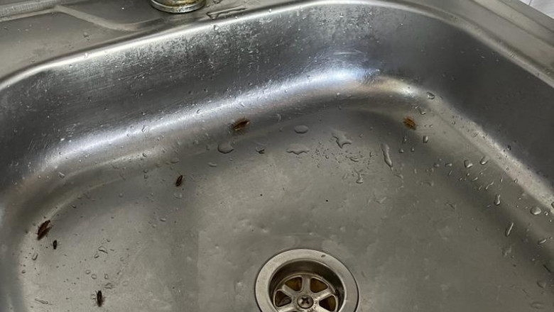 Gandaci in "meniul" unui restaurant din Alba Iulia. Imagini dezgustatoare filmate in bucatarie Imagine