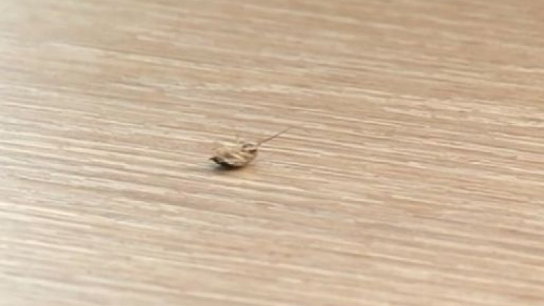 Gandaci la Spitalul Judetean Constanta, dupa dezinsectie. O insecta a aparut chiar in timpul conferintei de presa Imagine