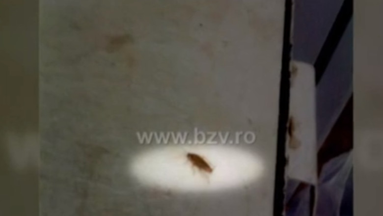 Gandacii, la un loc cu bolnavii in Spitalul Judetean Vaslui Imagine