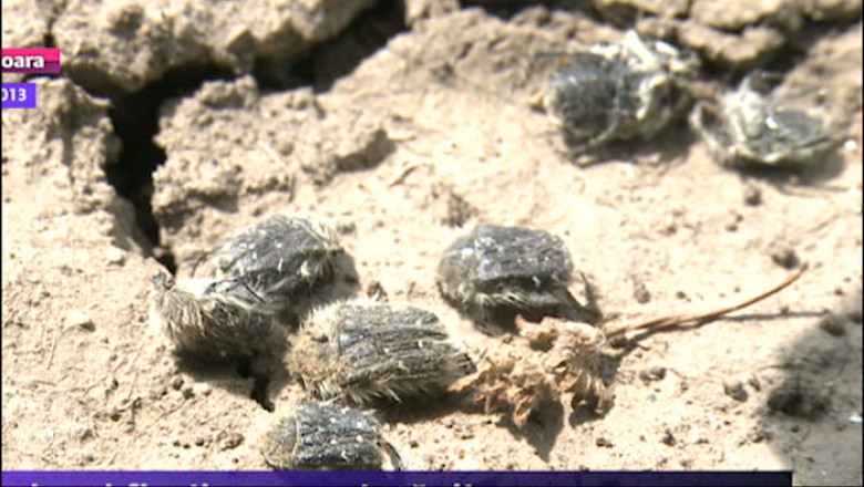 Gandacul florilor ameninta din nou livezile din Timis Imagine