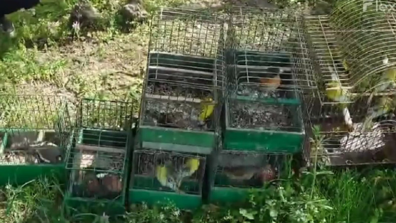 Garda de Mediu: 94 de pasari din specii protejate de lege, confiscate dupa ce au fost gasite la vanzare. Multe au fost eliberate Imagine