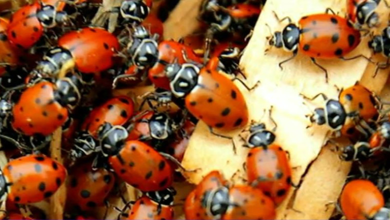 Gargaritele din Afganistan si separatistii din Ucraina au scumpit heroina Imagine