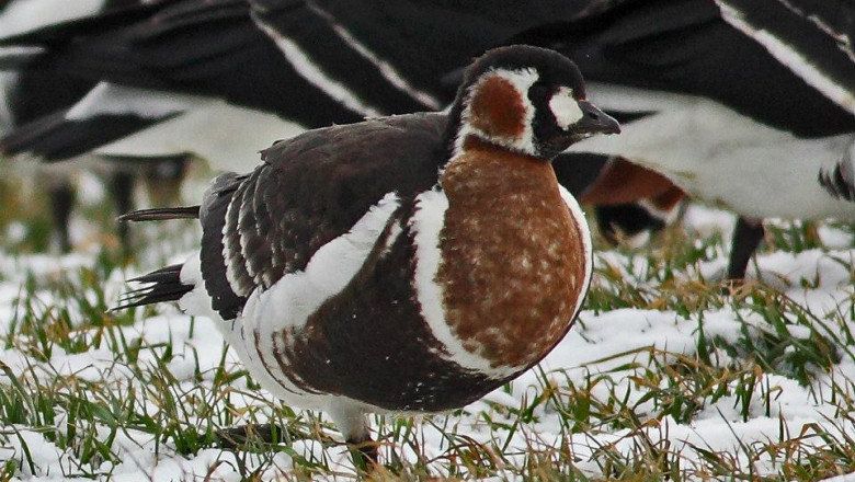 Gastele cu gat rosu, monitorizate prin satelit. Pasarile sunt pe cale de disparitie, asa ca vor fi urmarite prin GPS Imagine