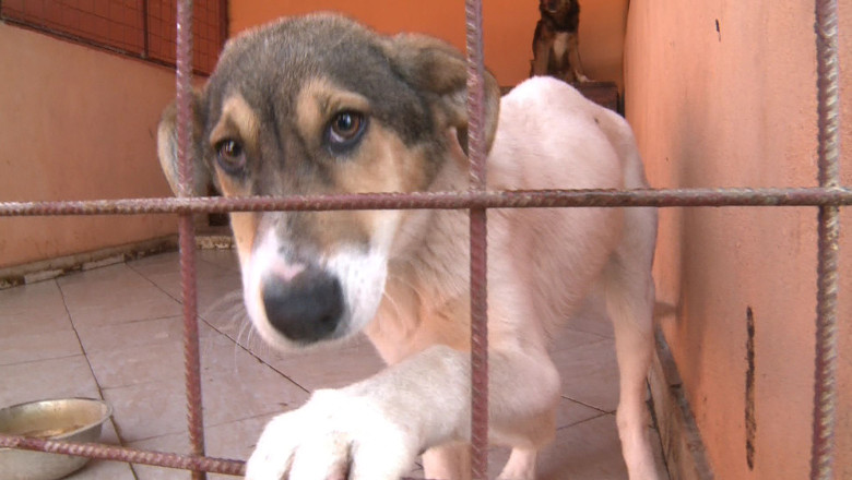 Ghid pentru adoptia cainilor fara stapan la Timisoara. Program extins la adapostul din Sag, dar si targuri de adoptie canina Imagine