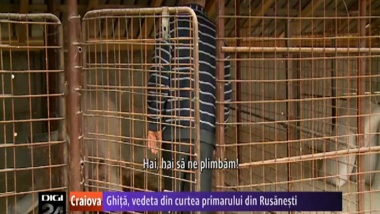 Ghita, vedeta din curtea primarului din Rusanesti, Olt Imagine