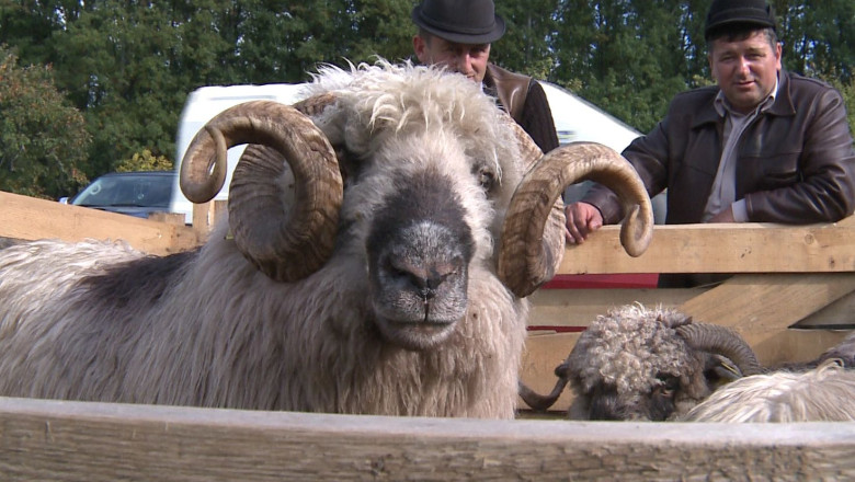 Goana dupa profit face ca nici oile care pasc pe pasunile timisene sa nu mai fie precum cele din mosi-stramosi Imagine