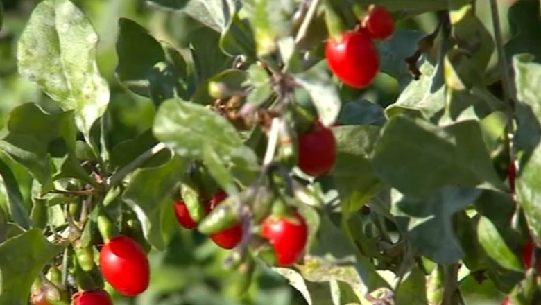 Goji de Oltenia. Agricultorii din Valcea fac bani frumosi din culturile cu fructe asiatice Imagine