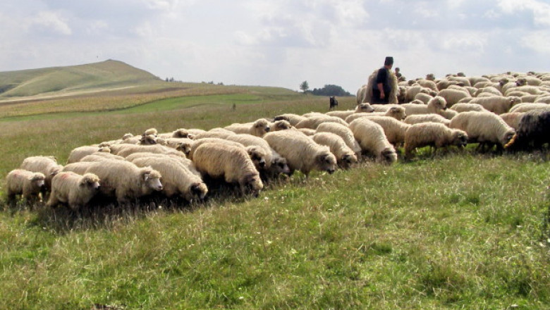 GORJ. Un cioban si-a injunghiat patronul, dupa care a disparut fara urma Imagine
