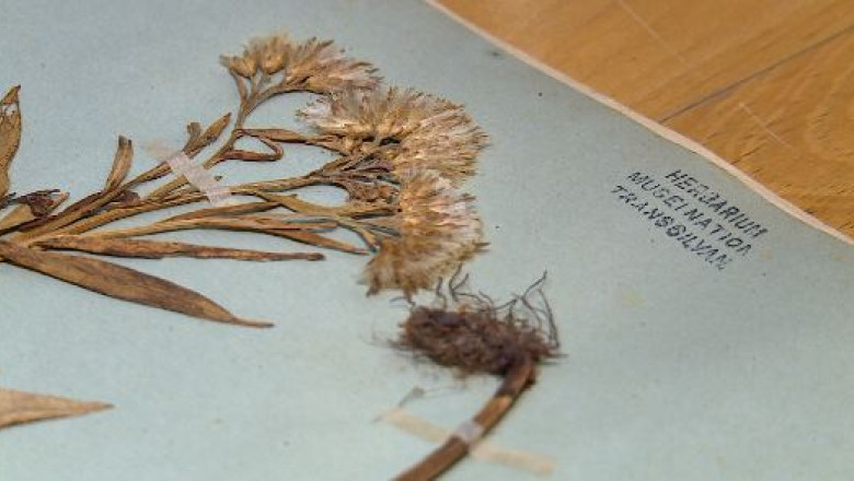 Gradina Botanica din Cluj-Napoca, raiul florilor rare. Aici se afla cel mai mare herbar din tara  Imagine