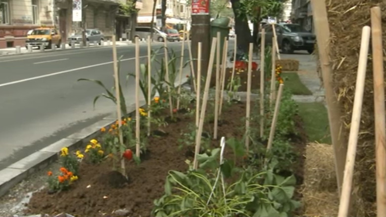 Gradina de legume de pe bulevard. Protestul unui tanar fata de un santier din centrul Capitalei Imagine