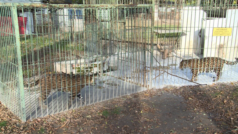 Gradina zoologica din Craiova intra in modernizare. Deocamdata nu se stie unde vor fi cazate animalele Imagine