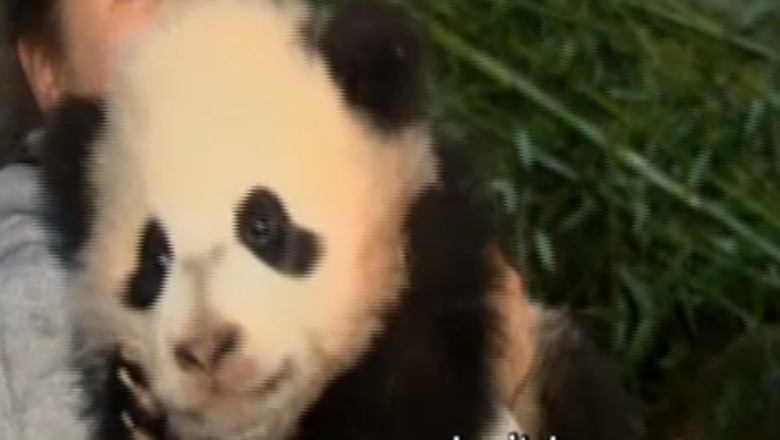 Gradina Zoologica din Washington. Bao Bao a fost prezentat publicului Imagine