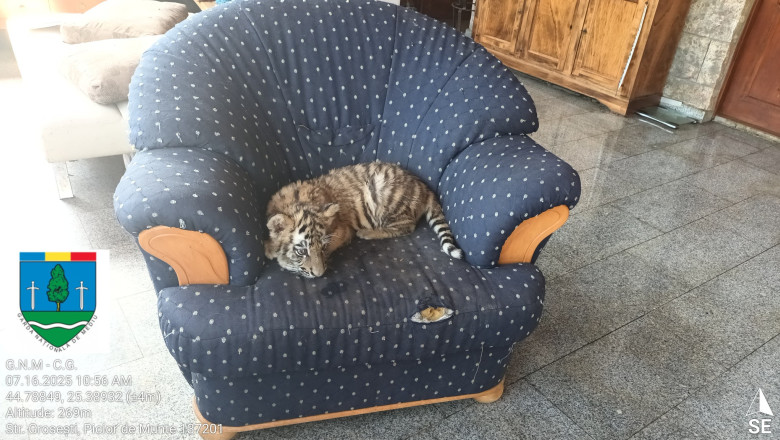 Gradina zoologica ilegala, descoperita in Dambovita. Ursi, caprioare, lei tinuti in custi si o maimuta legata cu lant de copac Imagine