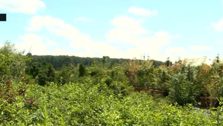 Gradini cu plante exotice la marginea soselelor Imagine