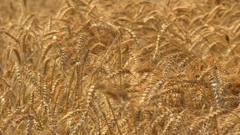 Graul sau porumbul de samanta, pret aproape dublu fata de cel de consum Imagine