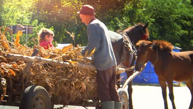 Graul si porumbul s-ar putea scumpi cu peste 20% Imagine