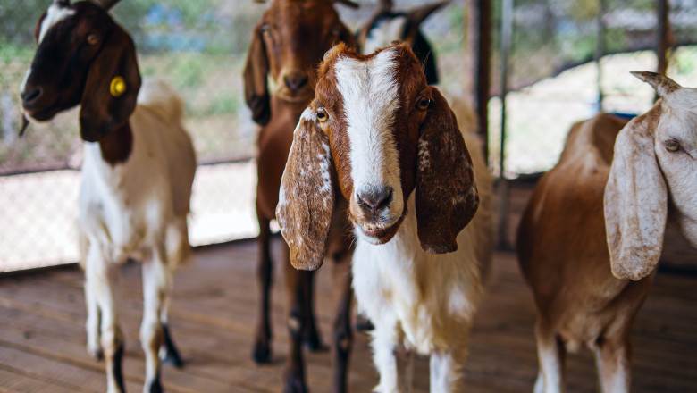 Grecia impune restrictii dure pentru a combate „ciuma caprelor”. 7.000 de animale au fost deja sacrificate Imagine