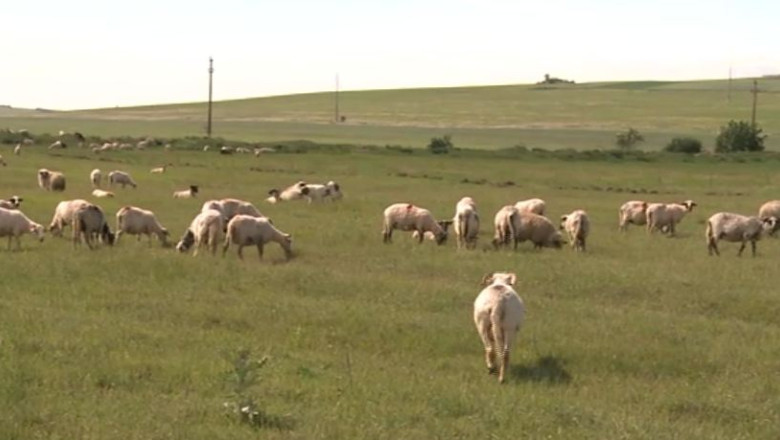 GREVA FISCALA. Crescatorii de animale refuza sa achite impozitul pe venit Imagine