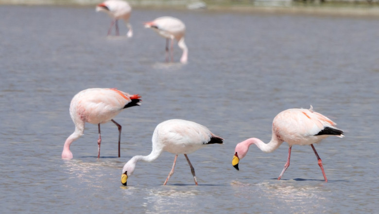 Gripa aviara a ucis sute de pasari flamingo in Argentina Imagine