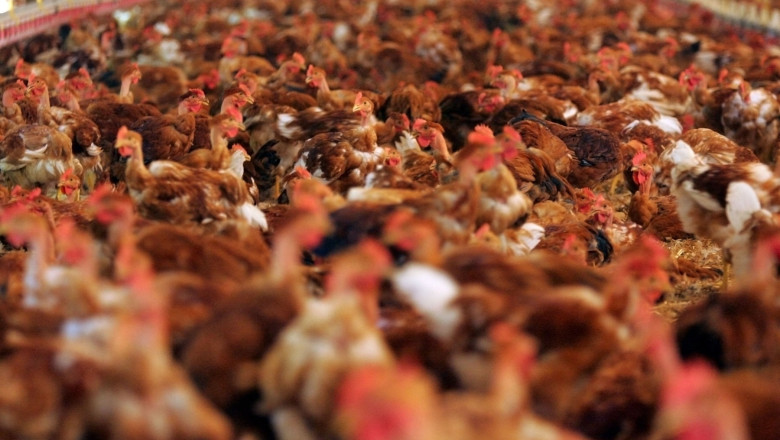 Gripa aviara face ravagii in Germania: Peste 400.000 de animale au fost sacrificate. „E imposibil de prezis cum va evolua situatia” Imagine