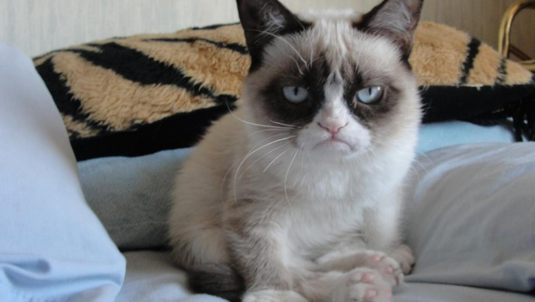 Grumpy Cat, Nyan sau Keyboard printre pisicile care au strans o mica avere pentru stapanii lor Imagine
