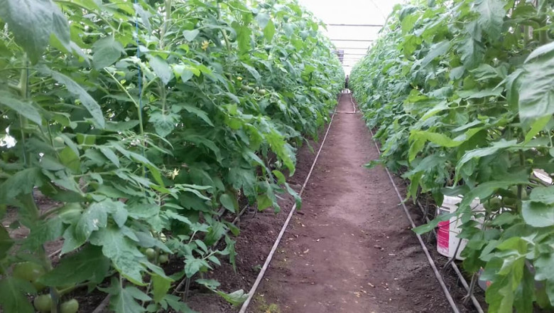 Guvernul ajuta agricultorii care cultiva legume in sere si solarii cu 350 milioane lei Imagine