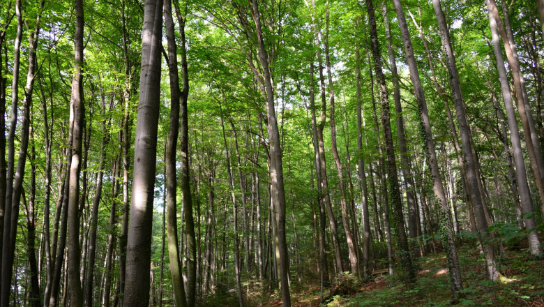 Guvernul lanseaza programul pentru impaduriri. Ciuca: Sper ca acele judete care sunt acum pe rosu sa treaca spre verde Imagine
