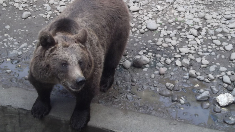 Guvernul va aloca 30 de milioane de euro pentru pasaje subterane pentru ursi, pe tronsonul Lugoj-Deva Imagine