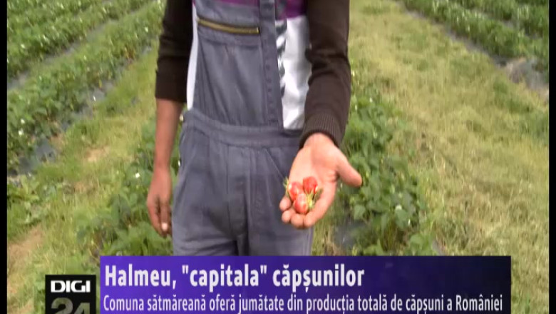 Halmeu, capitala capsunilor. Comuna satmareana ofera jumatate din productia totala de capsuni a Romaniei Imagine