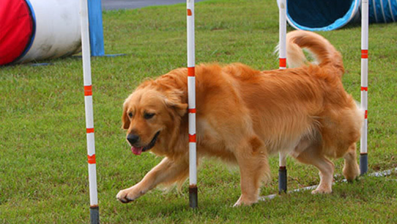 HamFest, primul festival dedicat deopotriva cainilor si stapanilor lor Imagine