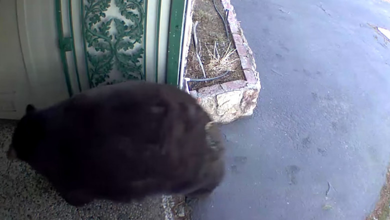 Hank the Tank: Un urs care intra in locuinte ca sa fure mancare, capturat in California Imagine