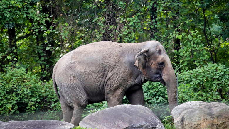 Happy, un elefant din gradina zoologica din Bronx, nu va primi statutul de persoana, a decis o instanta din New York Imagine