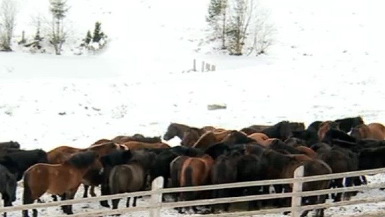 Herghelia de la Lucina. Paradisul cailor, ascuns in munti Imagine