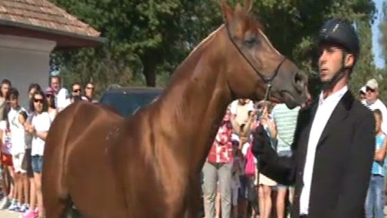 Herghelia din Mangalia s-a redeschis pentru public Imagine