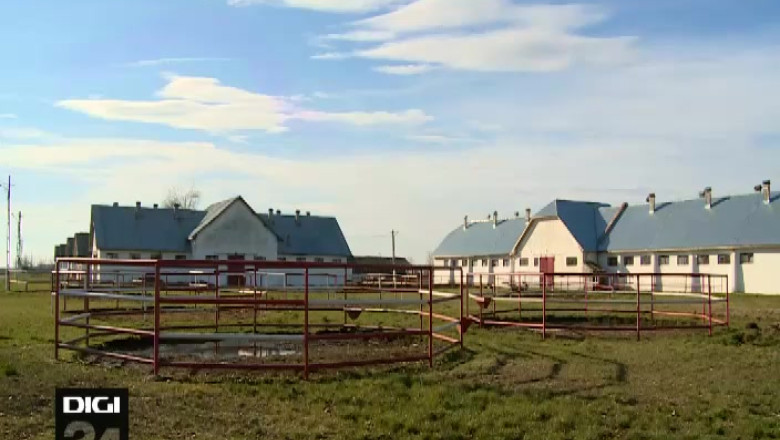 Herghelia din Slatina vinde 29 de cai. Banii sunt necesari pentru investitii Imagine