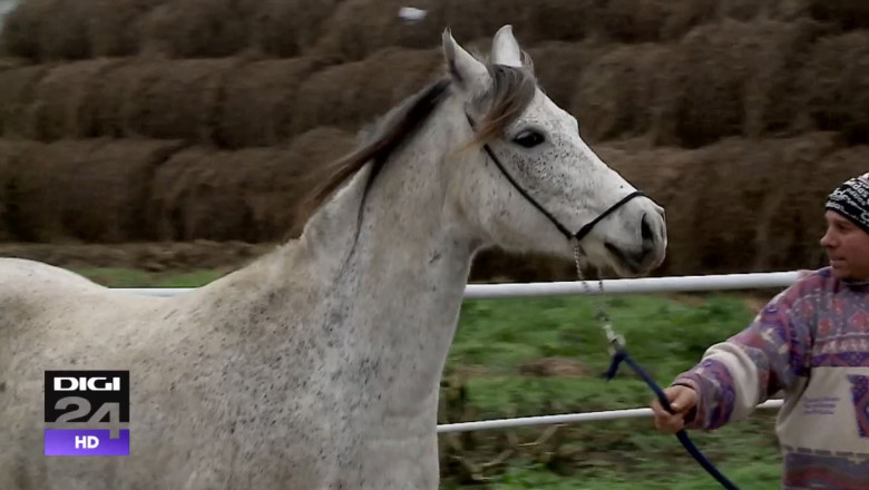 Herghelia Mangalia vinde cai arabi pur sange la un pret de zece ori mai mic decat in Occident Imagine