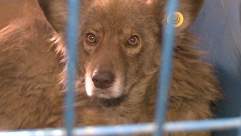 Hingherii someaza. In loc de 18.000 de caini, in ultimele trei luni au prins doar 4.000 Imagine