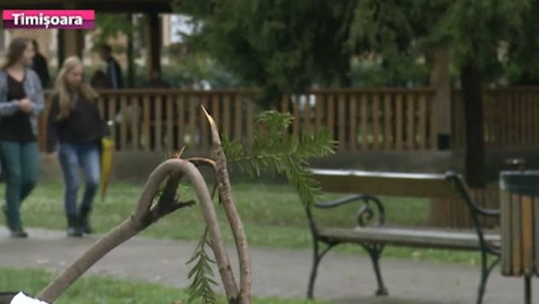 Hotarare de Consiliu Local, privind intretinerea spatiilor verzi din Timisoara, atacata de Prefectura  Imagine