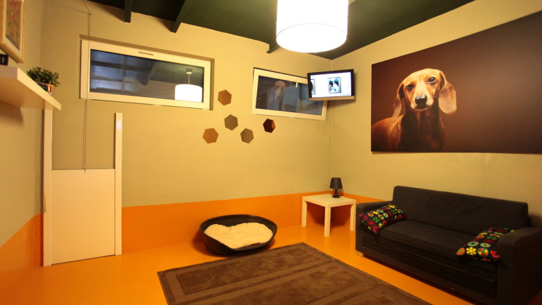 Hotelurile pentru caini si pisici, rezervate de sarbatori Imagine