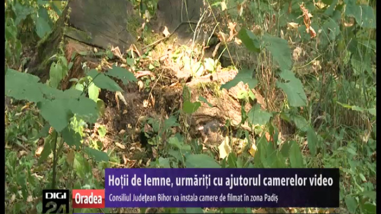 Hotii de lemne, urmariti cu ajutorul camerelor video. Consiliul Judetean Bihor va instala sisteme de supraveghere in zona Padis Imagine