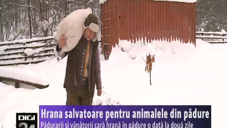 Hrana salvatoare pentru animalele din padure Imagine