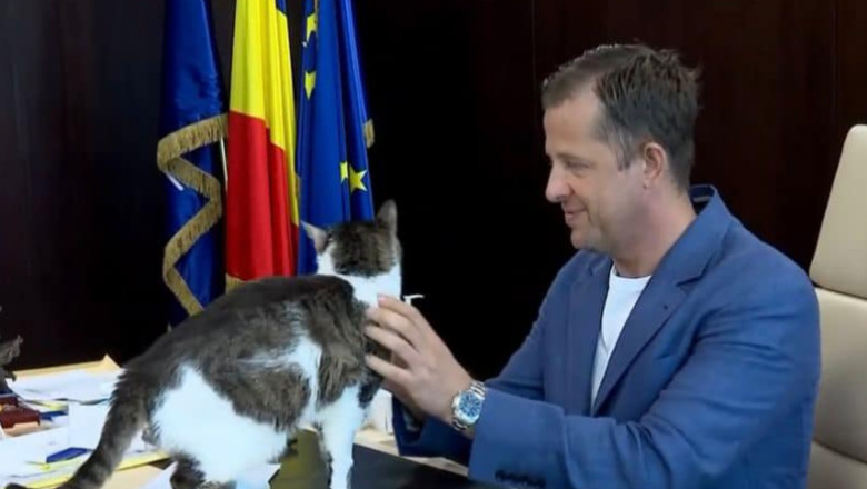 Hubert Thuma, seful CJ Ilfov, despre proiectul de eutanasiere a pisicilor fara stapan: Solutia nu e uciderea in masa Imagine