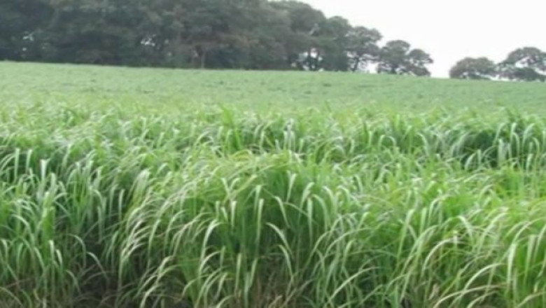 „Iarba elefantului” aduce bani la bugetul Complexului Energetic Oltenia Imagine