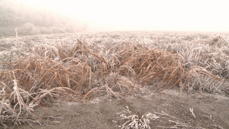 „Iarba elefantului”, planta care aduce o jumatate de milion de euro la CEO Imagine