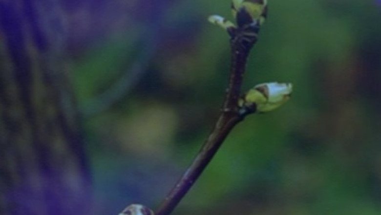 Iarna blanda compromite culturile. Pomii au deja muguri Imagine